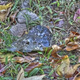 Illustration for article titled Shooting Challenge Fall Leaves Gallery 10